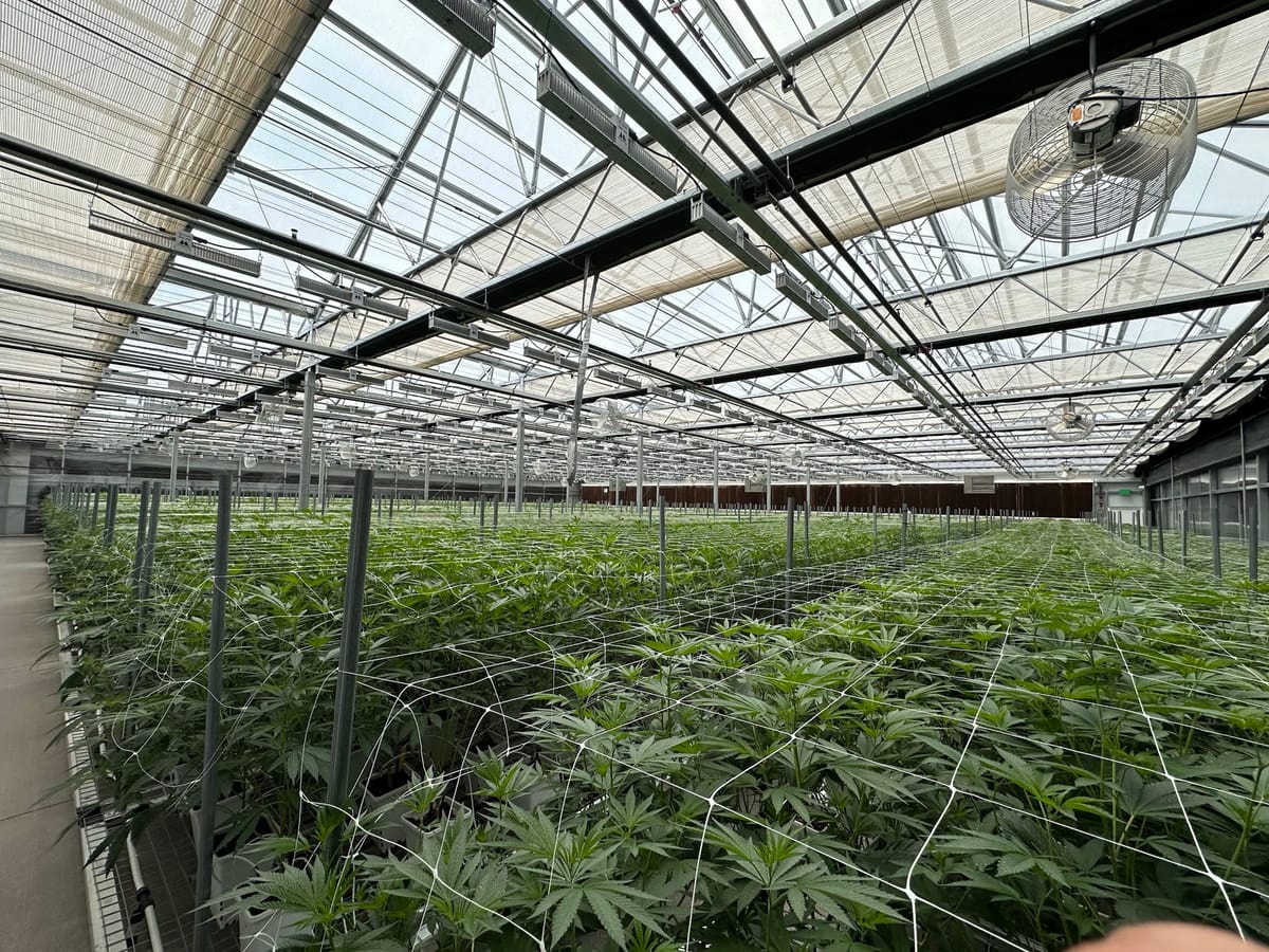 Understanding VPD: The Key to Optimizing Your Cultivation Environment
