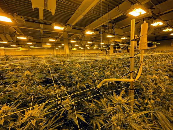 5 Reasons Why Grownetics is the Ultimate Open Sensor Platform for Commercial Cultivators